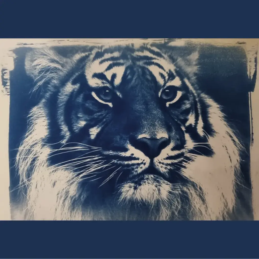 Tigre Bleu