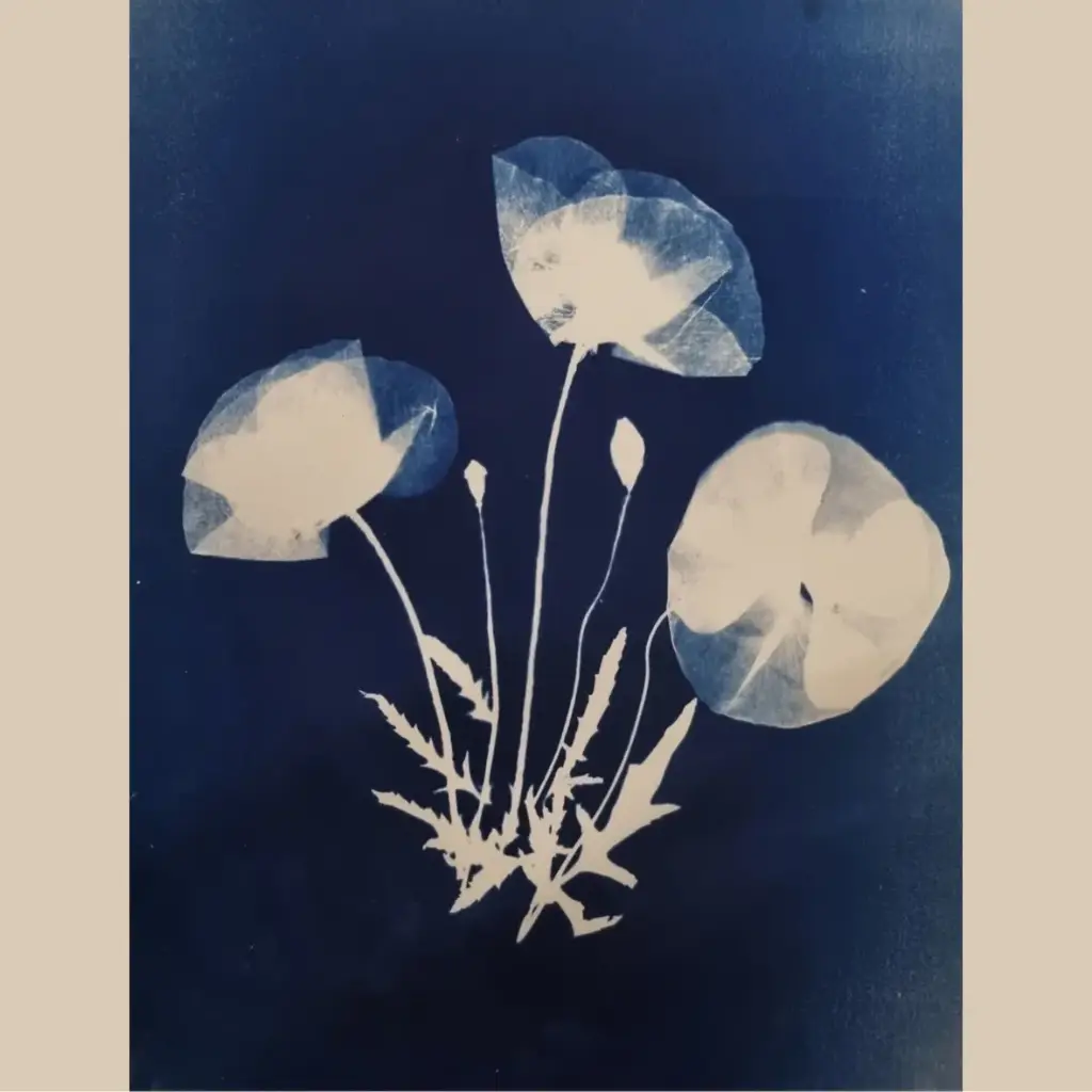 3 Coquelicots