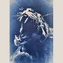 Léopard Bleu
