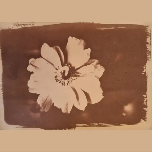 [Cyanotype 8] Fleur Seule