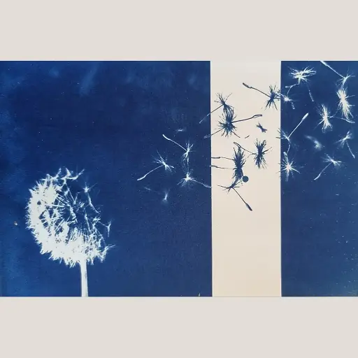 [Cyanotype 9] Changement de Dimension