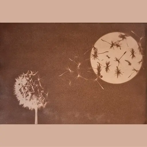 [Cyanotype 10] Changement de Dimension