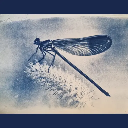 [Cyanotype 11] Dragonfly