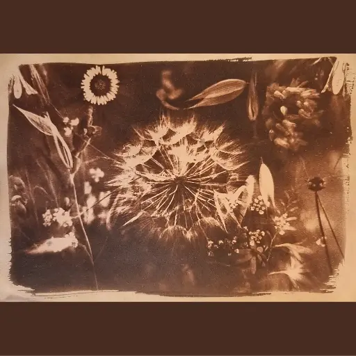 [Cyanotype 13] Folie Printanière