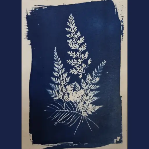 [Cyanotype 14] Fougères