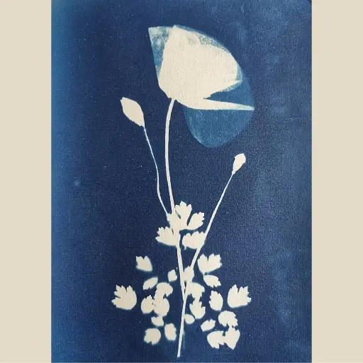 [Cyanotype 22] Ephémère