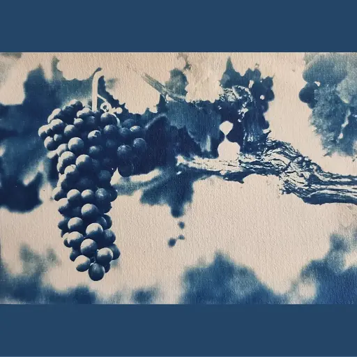 [Cyanotype 24] Grape