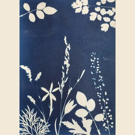 [Cyanotype 25] Jolie Prairie