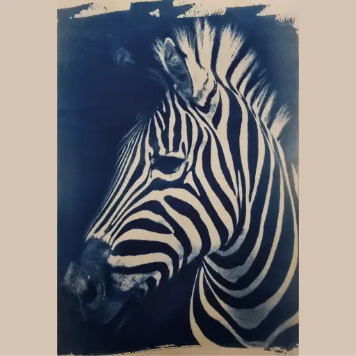 [Cyanotype 29] Blue Zebra