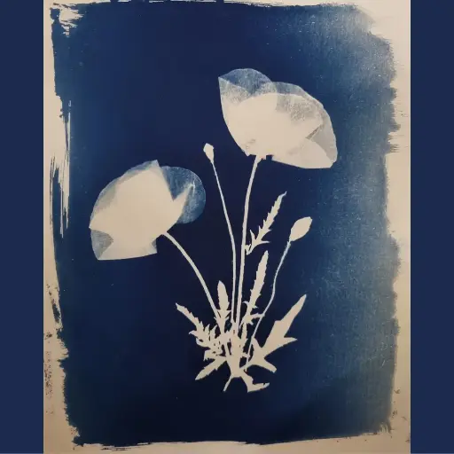 [Cyanotype 39] 2 Coquelicots