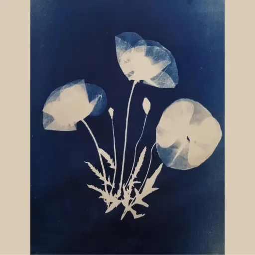 [Cyanotype 40] 3 Coquelicots