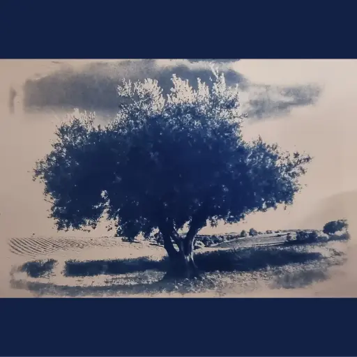 [Cyanotype 42] Olive Tree of Provence