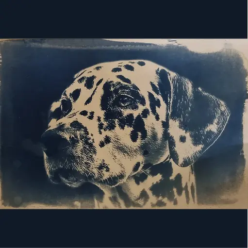 [Cyanotype 47] Dalmatien