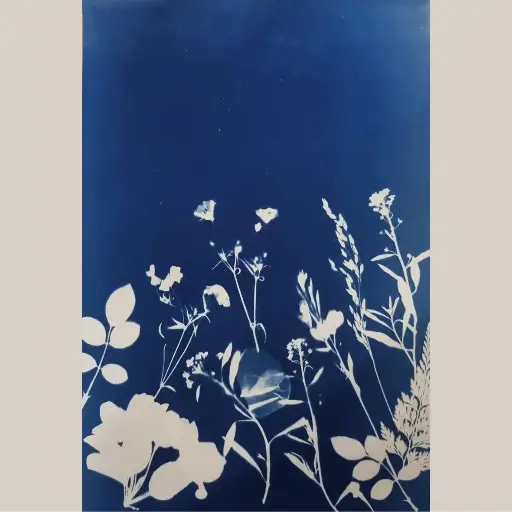 [Cyanotype 48] Fleurs des Champs